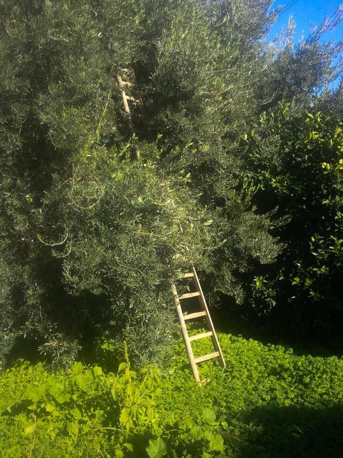 Villa Il Giardino Del Sole Agnone Bagni Exterior foto